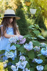 Fototapeta premium A girl wearing straw hat and blue dress is touching near hydrangea bushes in the summer garden. 