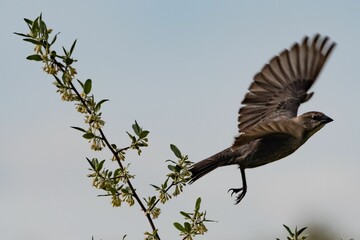 Cowbird Taking Flight, Richard M Nixon County Park, York County, Pennsylvania, USA