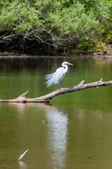 Heron Fishing In Lake Redman, William Kain County Park, York County, Pennsylvania, USA