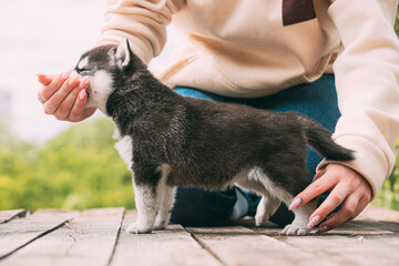 Four-week-old Husky Puppy Of White-gray-black Color Eating From Hands Of Owner