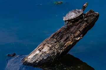 Fototapeta na wymiar Turtle Basking in the Sunshine, William Kain County Park, York County, Pennsylvania, USA