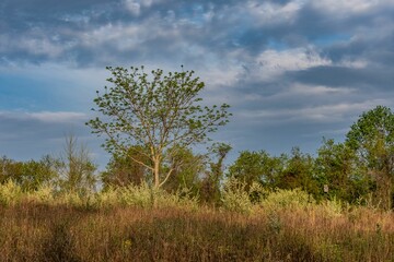 Obraz premium Upland Meadow Sunrise, Richard M Nixon County Park, York County, Pennsylvania, USA