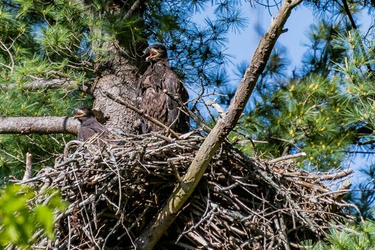 American Eaglet In Nest, York County, Pennsylvania, USA