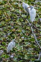 Three Perching Great Egrets, Lake Williams, York County, Pennsylvania, USA