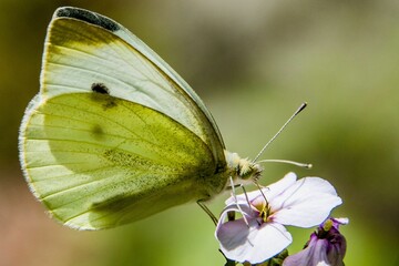 Cabbage White Butterfly, Gettysburg National Military Park, Pennsylvania, USA