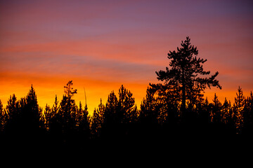 Sunset Clouds over Tree Line