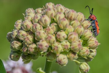 Well, Hello There! Insects are truly magical