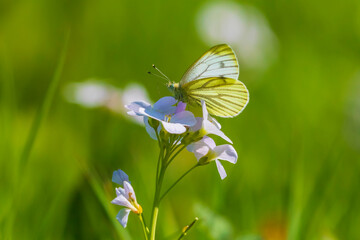 Green-veined white butterfly Pieris napi  resting in a meadow