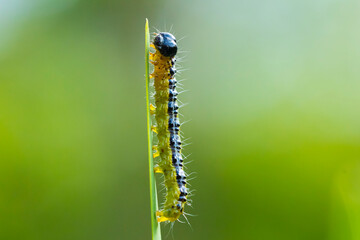 Box tree moth caterpillar, Cydalima perspectalis, closeup
