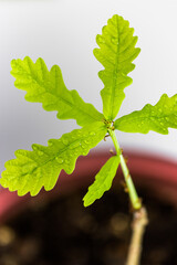 A young oak tree in a pot on a light background. Juicy green leaves in drops of water