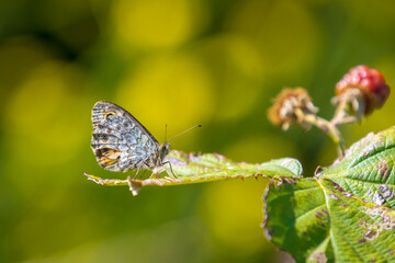 Wall Brown butterfly, Lasiommata megera, feeding on flowers