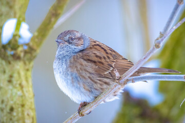 Dunnock Prunella modularis bird singing during Winter