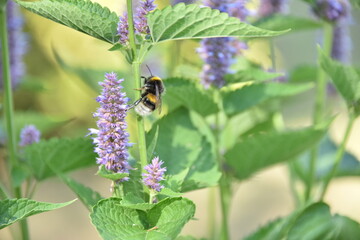 Trzmiel na roślinie © EwaAF