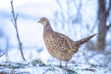Female Pheasant Phasianus colchicus scavenging in a forest perched in snow during Winter season