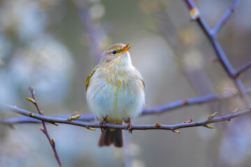 Willow warbler bird, Phylloscopus trochilus, perched.