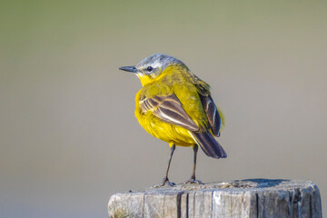 Closeup of a male western yellow wagtail bird Motacilla flava singing
