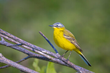 Closeup of a male western yellow wagtail bird Motacilla flava singing