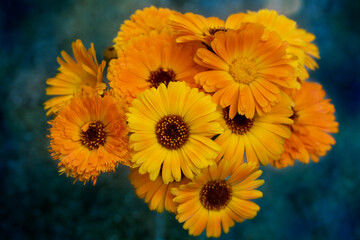 Closeup of Calendula officinalis or Marigold flowers macro on blue green background