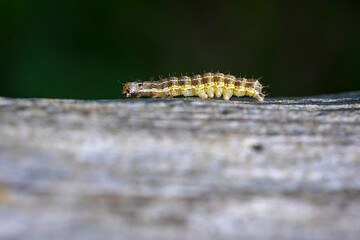 Closeup of a caterpillar or larva of a Orthosia cruda, the small Quaker moth