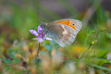 Small heath butterfly Coenonympha pamphilus resting