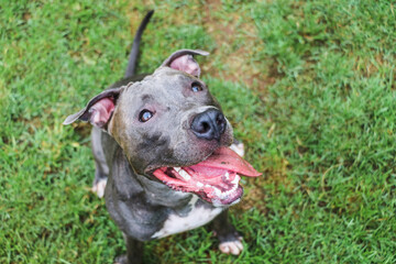 Pit bull dog playing and having fun in the park. Selective focus.