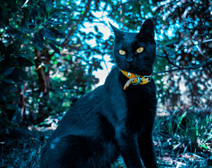 Gato negro en la naturaleza