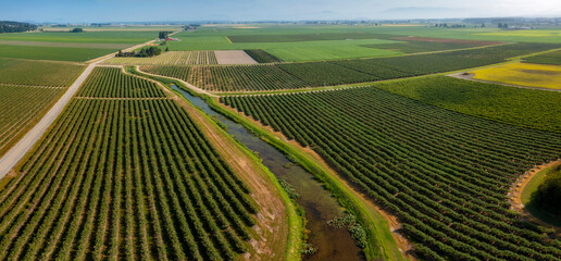 Aerial View of Blueberry Fields in the Skagit Valley. Over 90 different crops are grown in Skagit...