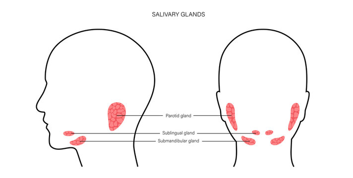Salivary gland concept