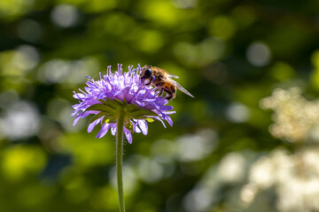 Biene auf lila Feldblume