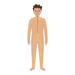 Human nervous system