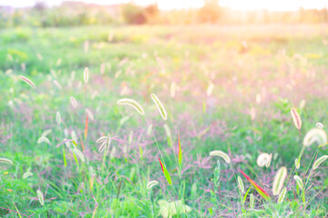 Beautiful rural landscape. A field with green grass and ears, illuminated by the rays of the setting sun. Selective focus, blurred background.