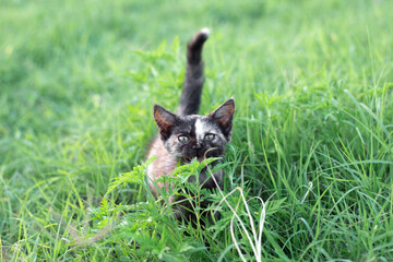 Small black spotted kitten in the green grass. Favorite pets.