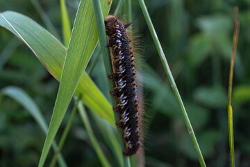 caterpillar on a leaf