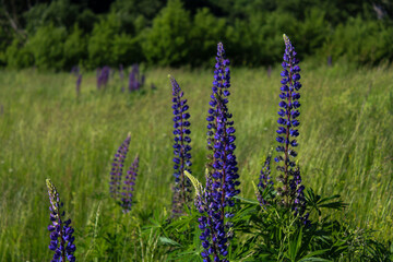 flowers in the field