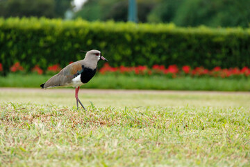 Quero Quero no Jardim Botânico de Curitiba.