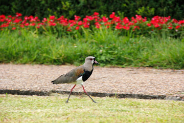 Quero Quero no Jardim Botânico de Curitiba.