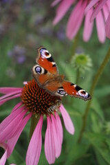 Bees and butterflies on flowers