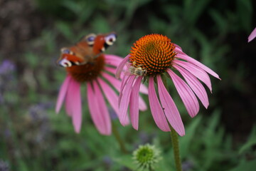 Bees and butterflies on flowers