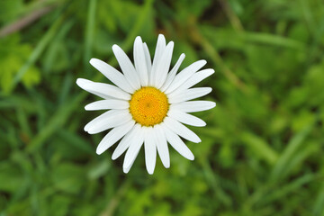 A beautiful flower of a field daisy on a blurry background of summer green grass.