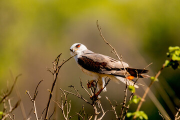 Black Winged Kite on a bush