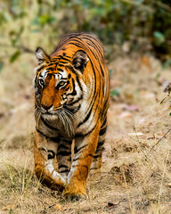 Tiger with a goal!