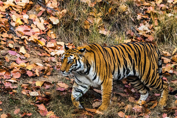 Tiger with a destination.