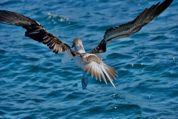 Blue-footed booby (sula nebouxii) caught in fishing line Puerto Vallarta, Mexico