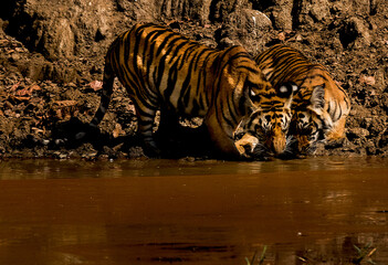 Fototapeta na wymiar Tiger cubs drinking 