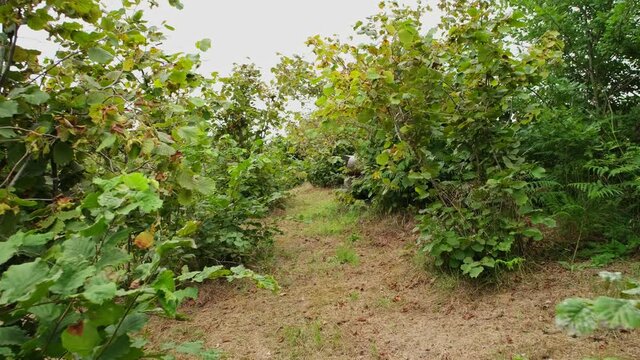 Growing of hazelnut trees seedlings on farm field, Hazelnut trees plantation, nut orchard. young hazelnut trees on the field