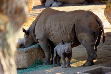 Obraz premium Mother with Baby Black Rhino (Hook-lipped rhinoceros)