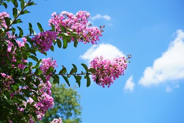 大輪のサルスベリ