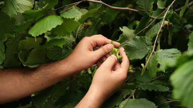 Young farmer man picking hazelnuts from hazelnut tree.