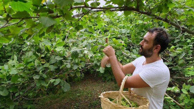 Young farmer man picking hazelnuts from hazelnut tree.