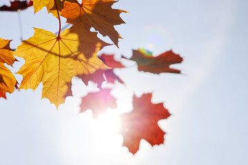 Bright orange autumn maple leaves on sky background